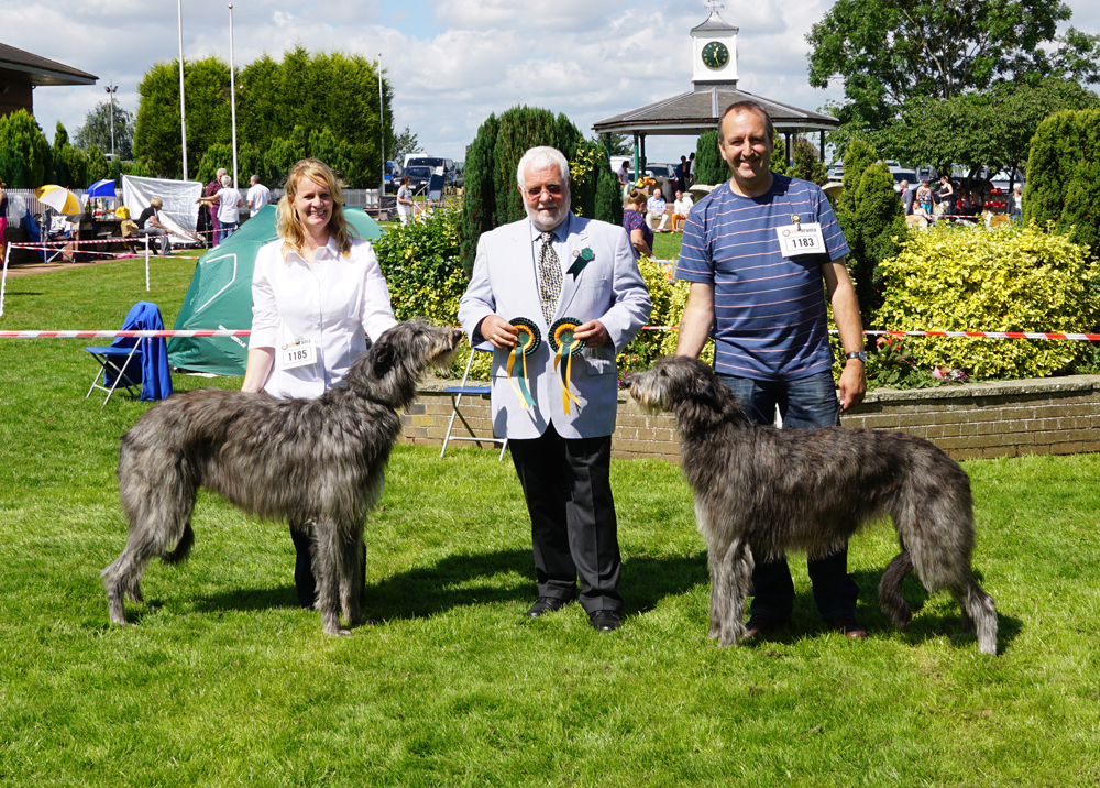 BOB & BOS Deerhound Club Breed Show 2016